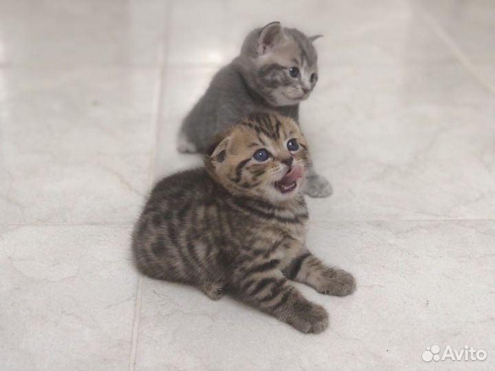 Шотландские котята