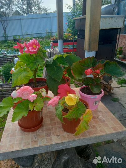 Комнатные цветы