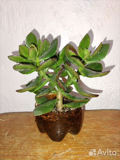 Денежное дерево (Толстянка)