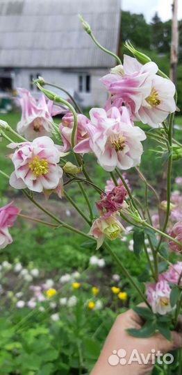 Садовые многолетники