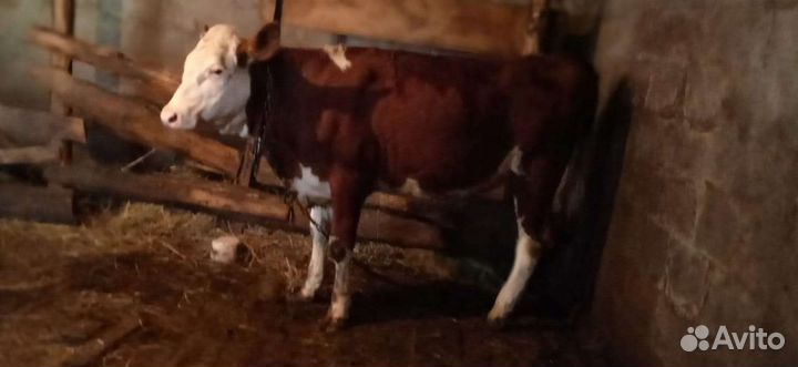 Тёлочка на племя сементалка возраст 1год