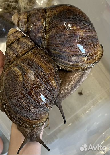 Улитки архахатины овумы и мегасы