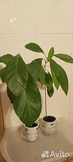 Хойя,авокадо, золотой ус, алое - комнатные цветы