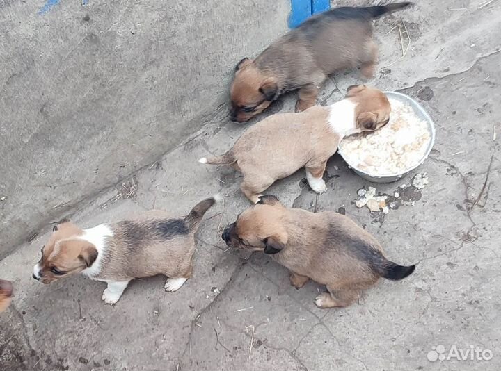 Щенки в добрые руки