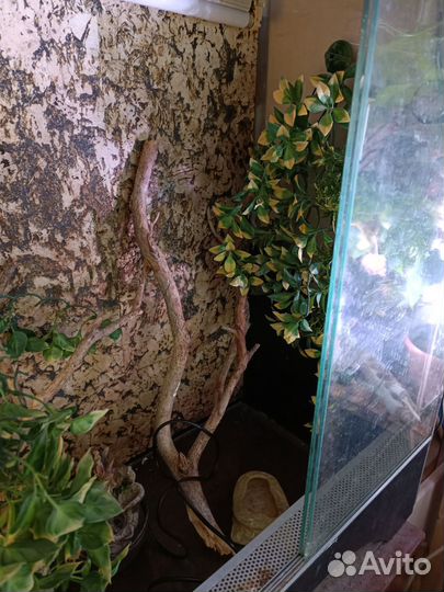 Террариум для рептилий бу