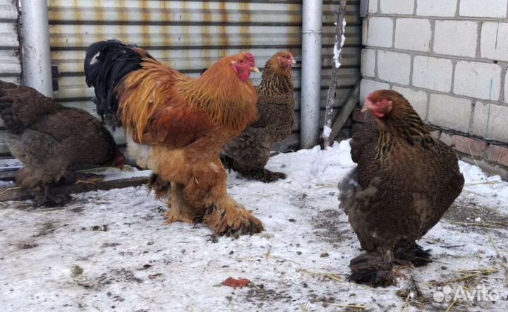 Инкубационное яйцо Брама, Джейсерский, Мехеленская