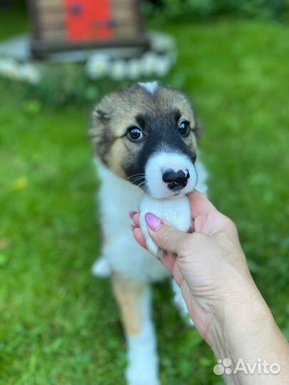 Щенок в добрые руки Джим