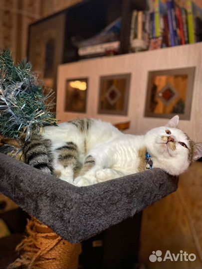 Котик ищет дом