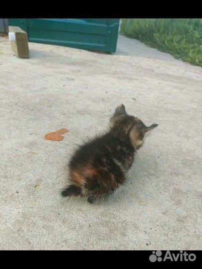 Котёнок мальчик