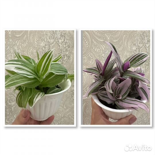 Традесканция нанук альбифлора