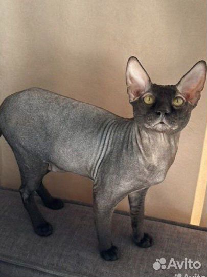 Донской сфинкс вязка