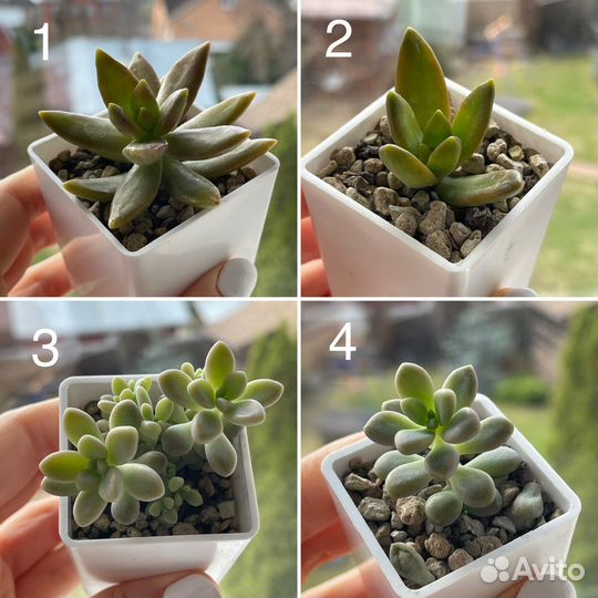 Суккуленты, минисадики,композиции