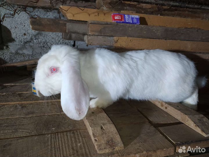Кролики породы французский баран