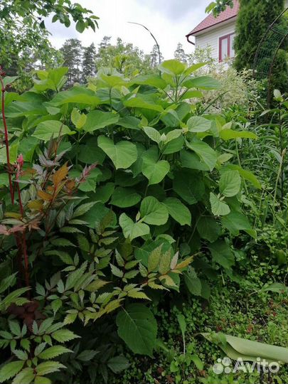 Гортензия Анабель белая