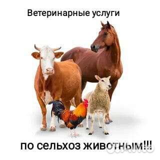 Услуги ветеринара