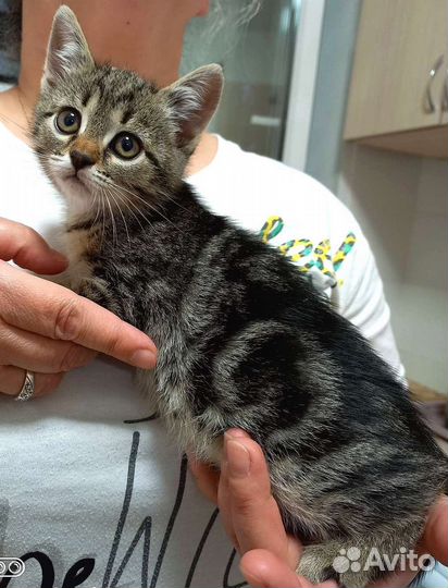 Шотландские прямоухие котята в добрые руки