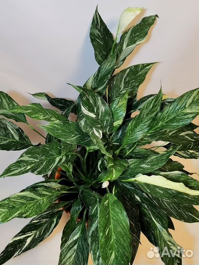 Спатифиллум вариегата Даймонд, комнатные цветы