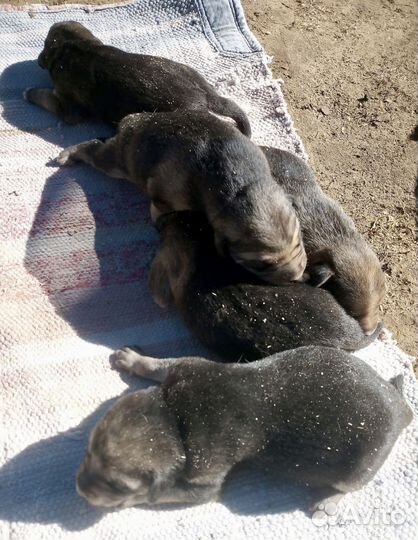 Щенки русской гончей