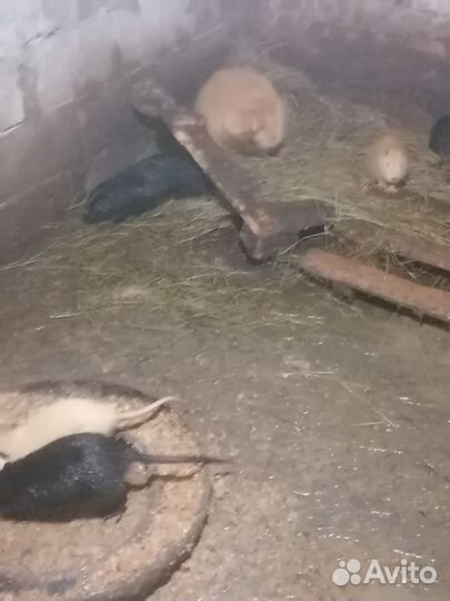 Нутрии на племя