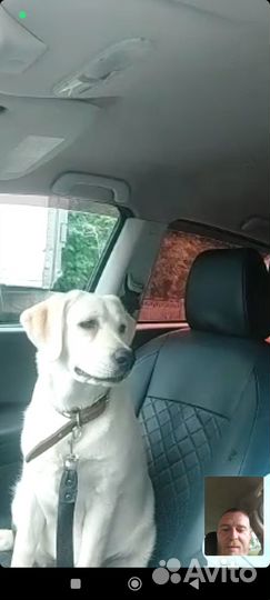 Щенки лабрадора