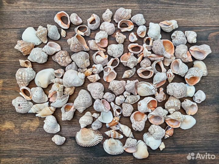 Морские ракушки для поделок