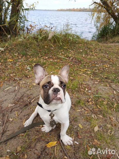Французский бульдог