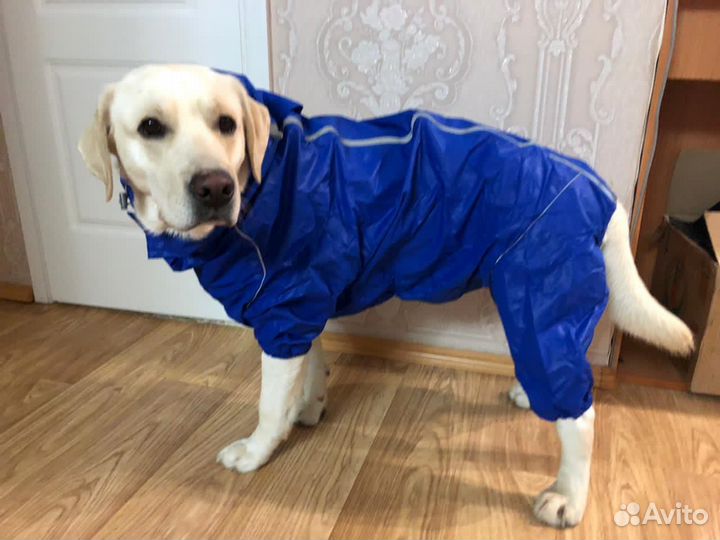 Дождевик для собаки