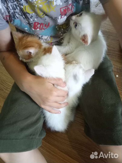 Котята в добрые руки