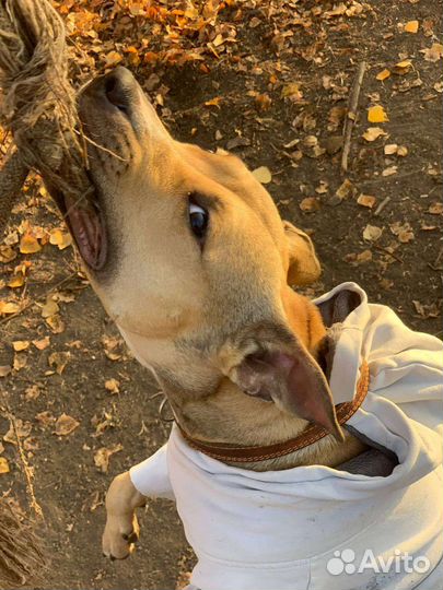 Красотка Дора Ищет Дом