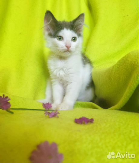 Котёнок в дар