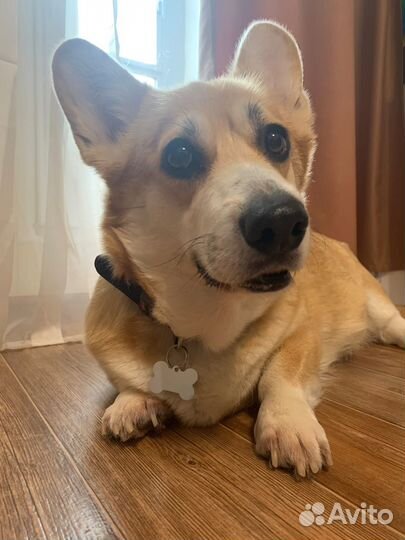 Адресник на ошейник