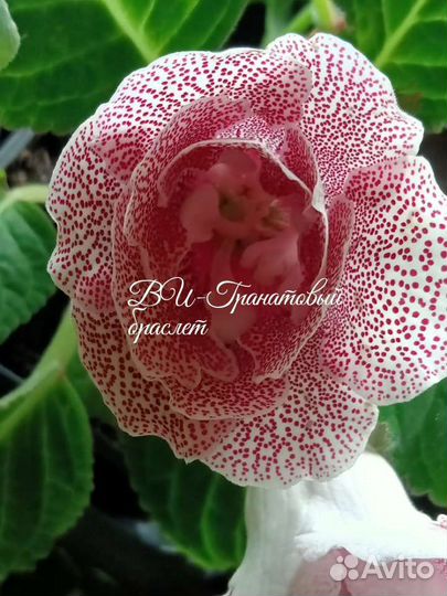 Глоксинии, детки,семена