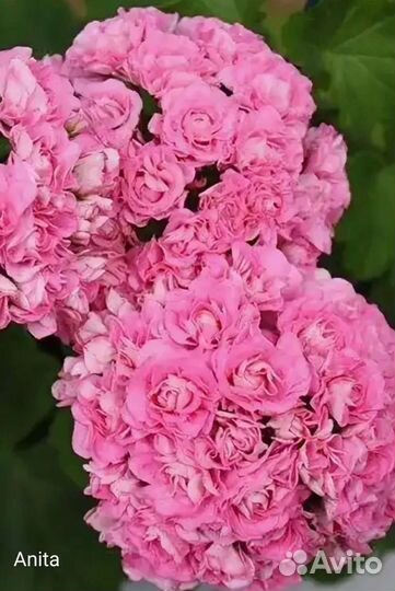 Пеларгония герань сортовая