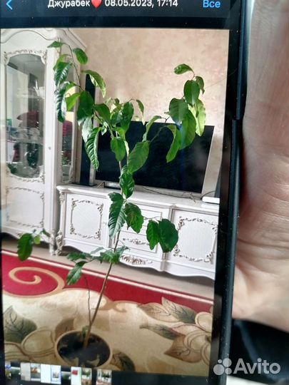 Лимон плодоносящий