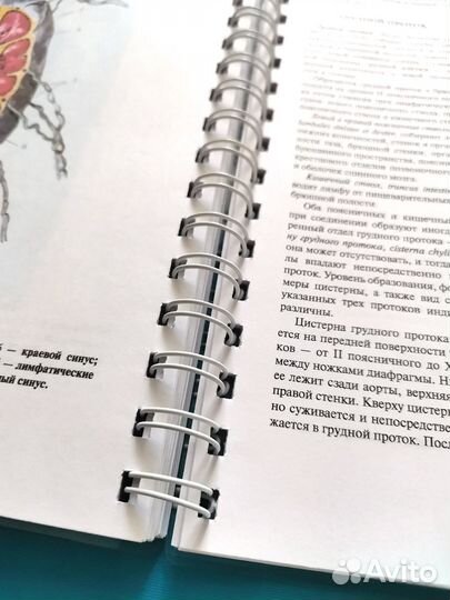 Атлас анатомии человека Синельников. Том Третий