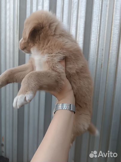 Щенки в добрые руки