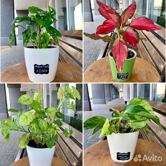 Красивые растения в кашпо