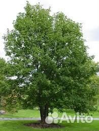 Клён Остролистный, Клён Ясенелистный, Клён Гиннала