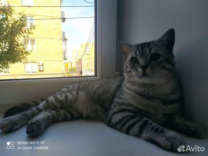 Шотландец кот вязка