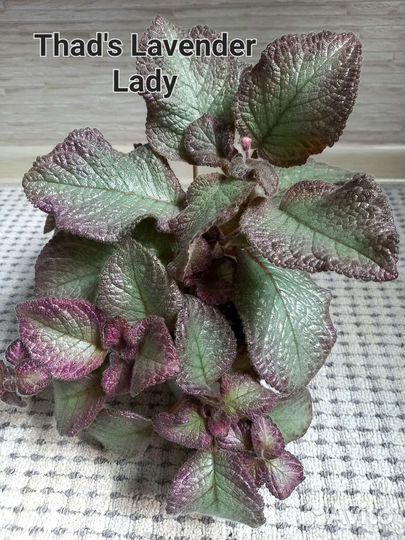 Эписции сортовые укорененные и на срез