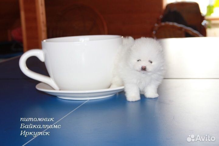 Мини шпицы, белая девочка и мальчик черно подпалый