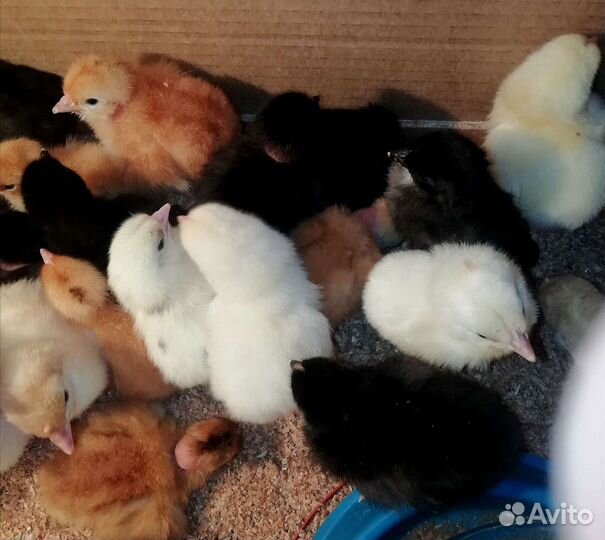 Цыплята несушки суточные и подрощенные