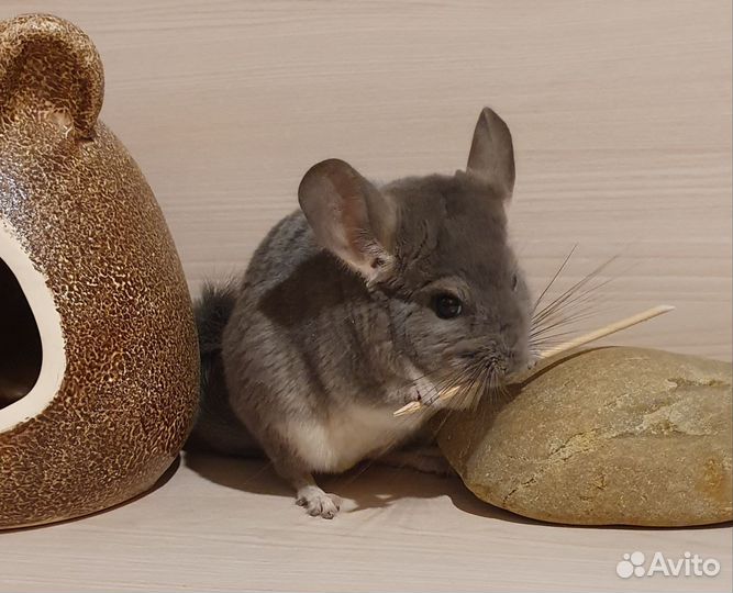 Шиншилленок бархатный фиолет мальчик 6 мес