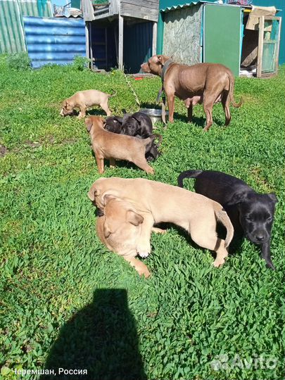 Щенята в добрые руки