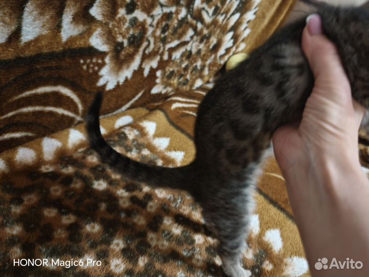 Бенгальский котенок девочка