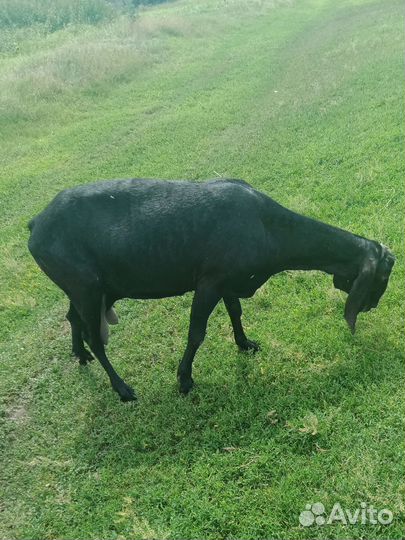 Продам козу нубийскую,обмен