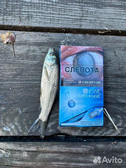 Малек белого Амура и карпа рыба для пруда