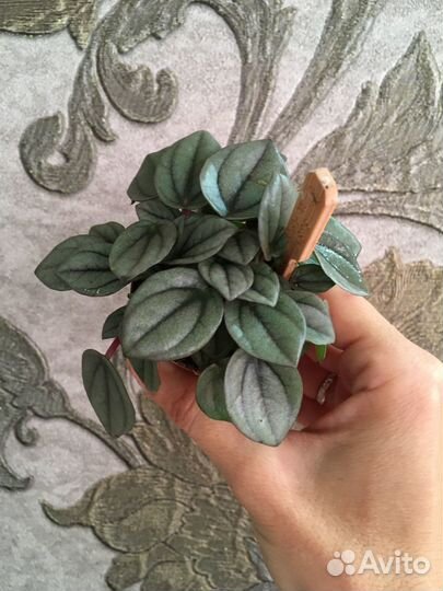 Пеперомии, аспарагусы, филодендроны, суккуленты