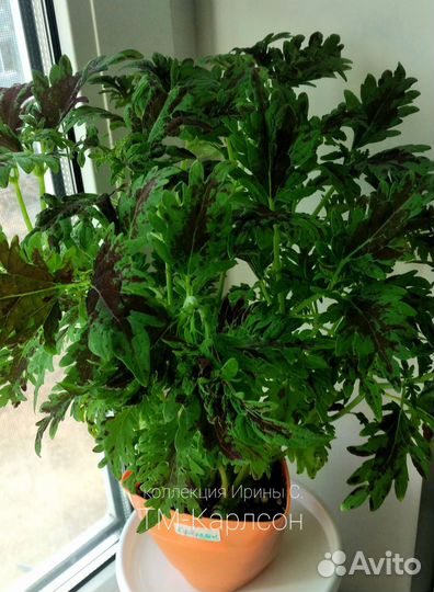 Вегетативные колеусы (черенки)