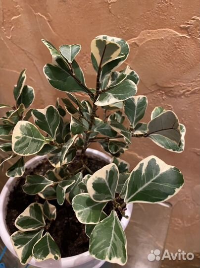 Фикус триангулярис